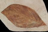 Fossil Leaf (Aesculus)- Montana #106243-1